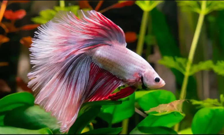 Pink Betta Fish