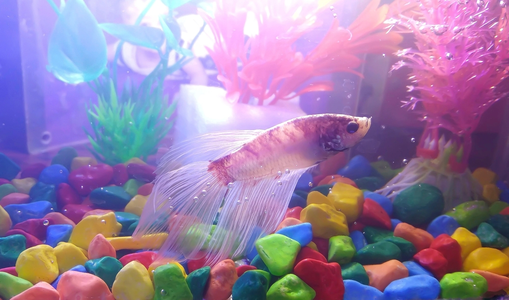  Pink Betta Fish 