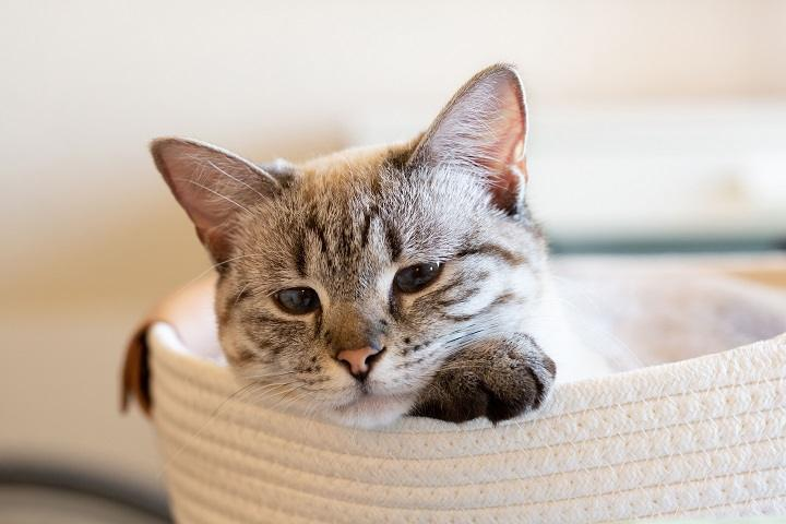 Lynx Point Siamese