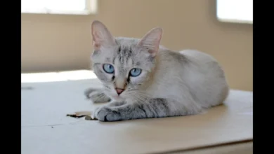 Lynx Point Siamese