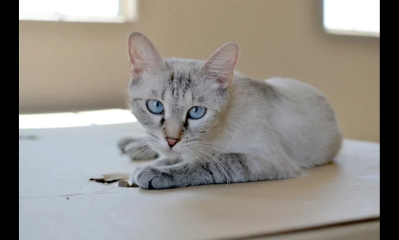 Lynx Point Siamese