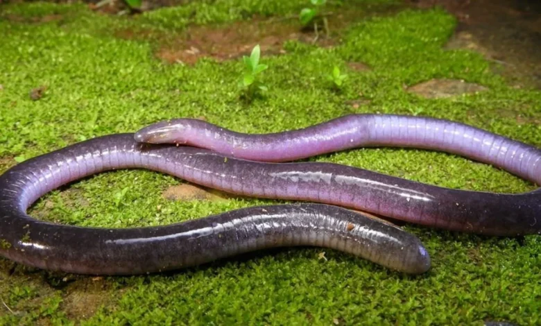 Caecilians