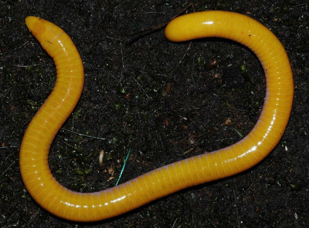 Caecilians